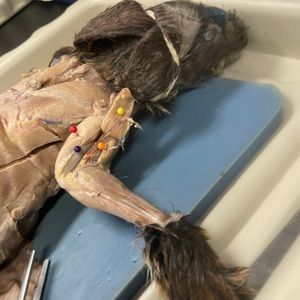 Meet your Posher, Awino